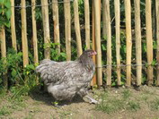 NetObjects Web Design Placeholder