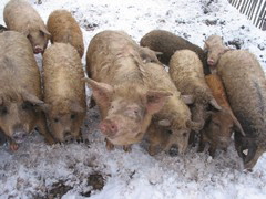 Mangalitza